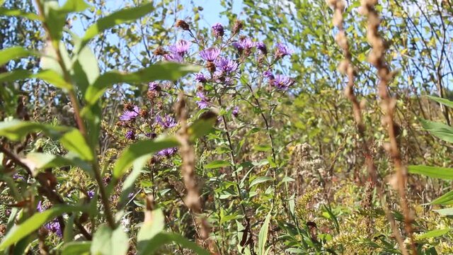 Purple autumn wild flowers blowing in the wind. Northeast