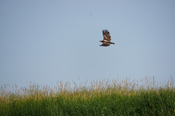 eagle soaring in the sky