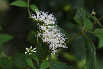 Eupatorium makinoi (Boneset) / Asteraceae perennial plant	