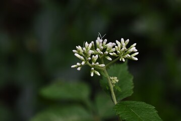 Eupatorium makinoi (Boneset) / Asteraceae perennial plant	