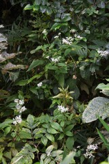 Eupatorium makinoi (Boneset) / Asteraceae perennial plant	