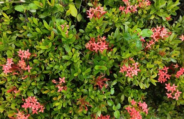 Beautiful bright red flowers, natural background or Needle flower.