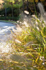 Green bristlegrass(foxtail) in the autumn park.