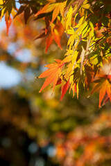 Autumn maple leaves on the branches in the autumn forest.