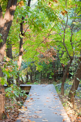 Autumn scene in the park.