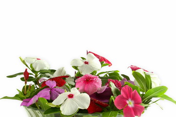 catharanthus roseus flower known as barmasi flower in india, blooms all year,on white background 