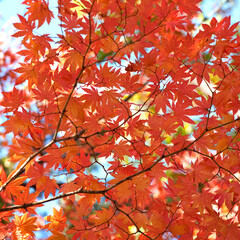 Autumn maple leaves on the branches in the autumn forest.