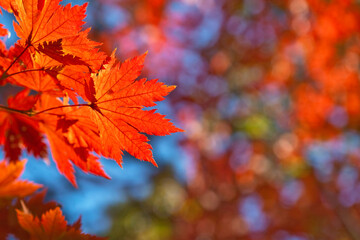 Autumn maple leaves on the branches in the autumn forest.