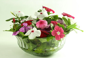 catharanthus roseus flower known as barmasi flower in india, blooms all year,on white background 