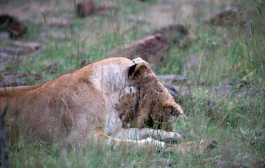 A Lion (panthers leo) with cubs in the early evening on a rock in northern Kenya.