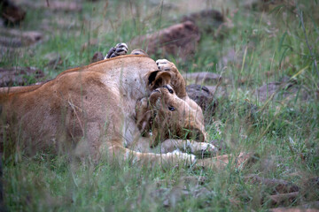 A Lion (panthers leo) with cubs in the early evening on a rock in northern Kenya.