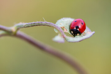 ladybird on a leaf