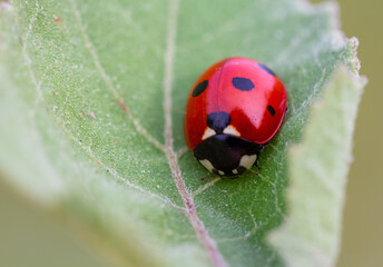 ladybug on leaf