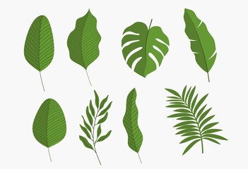 Tropical leaves, jungle leaves, botanical vector illustration, set isolated on white background.