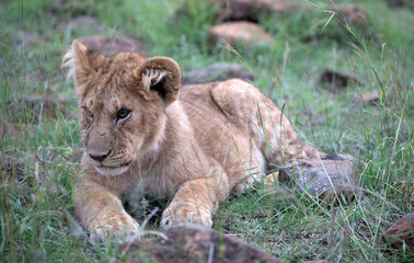 Naklejka na ściany i meble Lion (panthers leo) cubs in the early evening in northern Kenya.