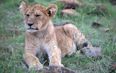 A Lion (panthers leo) cub in the early evening, in the Maasai Mara, northern Kenya.	