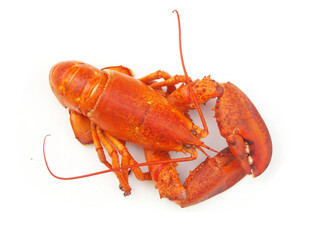 Cooked lobster isolated on white background, American lobster (Homarus americanus)	
