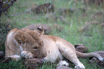 Fototapeta na wymiar Lion (panthers leo) cubs in the early evening in northern Kenya.