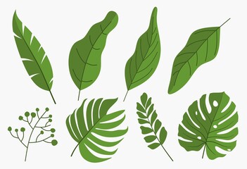 Tropical leaves, jungle leaves, botanical vector illustration, set isolated on white background.