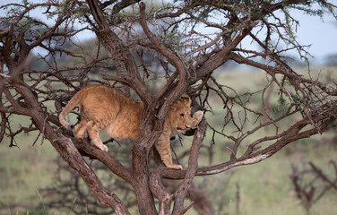 A Lion (panthers leo) cub in a tree in the early evening in northern Kenya.
