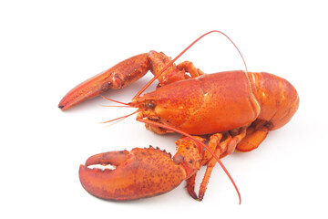 Cooked lobster isolated on white background, American lobster (Homarus americanus)	