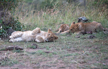 Lion (panthers leo) cubs in the early evening  in northern Kenya.
