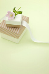 Gift boxes with pink bellflowers (Campanula) on green background.