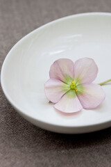 Obraz na płótnie Canvas Christmas rose(Helleborus) flower in plate.