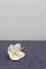 Fototapeta na wymiar Christmas rose(Helleborus) flower on purple background.
