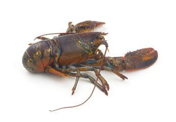 Fresh raw lobster isolated on white background, American lobster (Homarus americanus)	