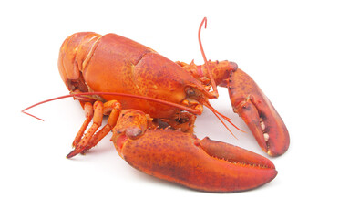 Cooked lobster isolated on white background, American lobster (Homarus americanus)	