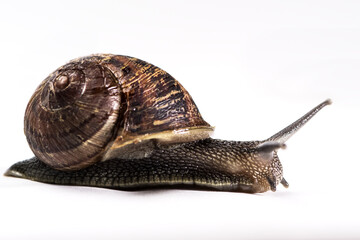 Garden Snail crawling on white background