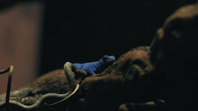 Turquoise Dwarf Gecko sitting still on a branch, during night time - Static view - Lygodactylus willamsi
