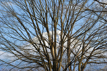 冬枯れのケヤキと富士山