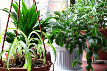 House flowers in the pots.Chlorophytum. Schlumbergera, dieffenbachia and aspidistra.Indoor plants on a wooden windowsill
