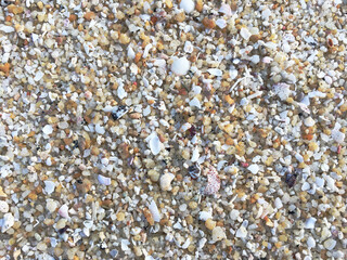 sea shore sand covered with many shells