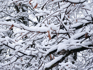 Frosty and snow-covered trees in winter park, selective focus