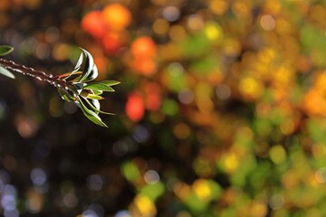 Bokeh time