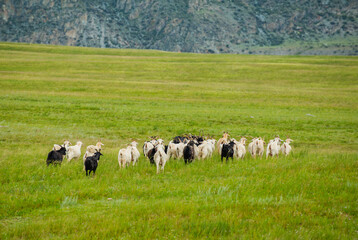 A herd of goats runs away into the distance against the backdrop of mountains