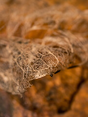 Closeup of a dry leaf