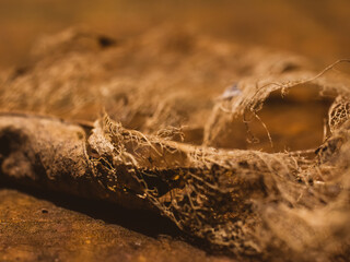 Closeup of a dry leaf