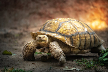 Giant turtle are walking slowly in the zoo.
