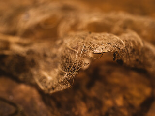 Closeup of a dry leaf