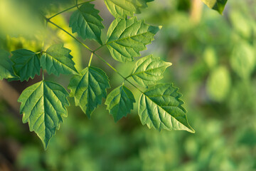 Nature background of green leaves that is growing beside the road.