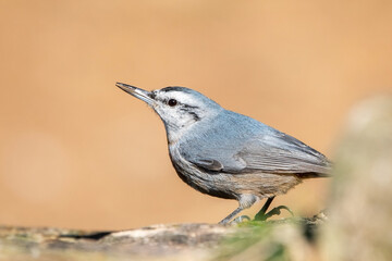 Anadolu sıvacısı » Krüper`s Nuthatch » Sitta krueperi