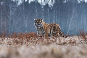 Siberian Tiger running. Beautiful, dynamic and powerful photo of this majestic animal. Set in environment typical for this amazing animal. Birches and meadows