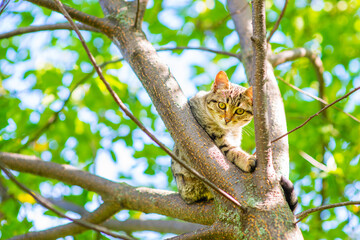 A tabby cat climbed a tree and looks from the top to the camera with yellow eyes