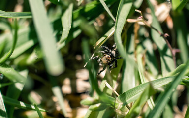Small spider on the grass