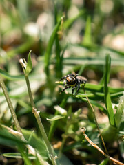 Small spider on the grass