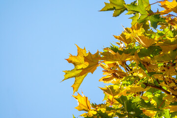 Maple branches with green and yellow leaves in autumn, in the light of sunset.